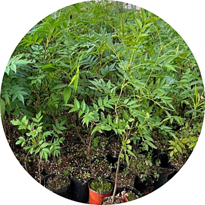 마가목 sorbus commixta 묘목 갈잎큰키나무 정원수 화목류 털이묘 포트묘 3주1세트 약용식물, 1세트, 포트묘3주