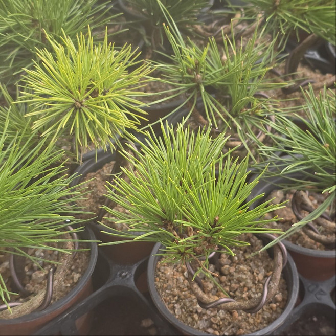 소나무 분재 추위에 강한 미니 해송 기본 포트, 1개, 초록색