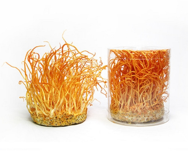 [성재모동충하초] 생초 4통(80g x 4), 단품