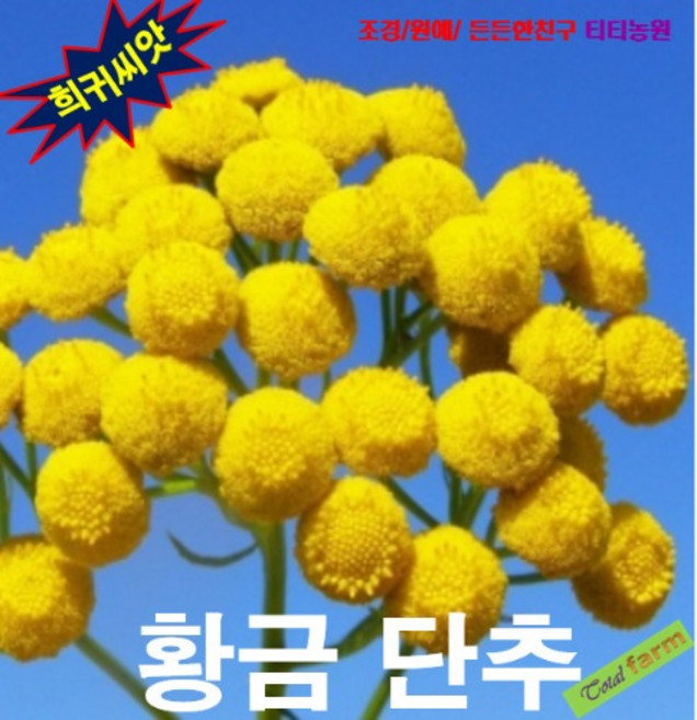 (희귀씨앗) 황금단추 쑥국화 탄지(Tansy) 15 립, 1개