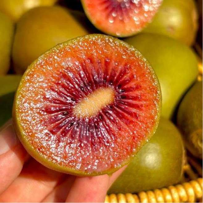 [초고당도] 새콤달콤 침샘줄줄 제스프리루비 레드키위!!, 10개, 대과