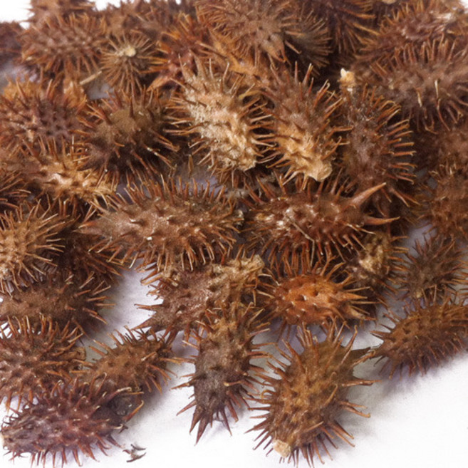 창이자 도꼬마리 도코마리 천년건강 한방차, 1개, 300g