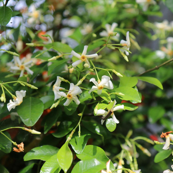 백화등 x 10포트 생울타리 노지월동 야생화 나무 묘목 봄꽃 여름꽃 화분 다년생 실내 화초 키우기