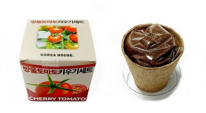 코리아 하우스 방울 토마토 키우기세트 과학 관찰 실험 키트