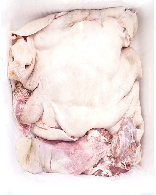 암소머리 소머리 암소머리 10kg 중량 우설포함, 1개