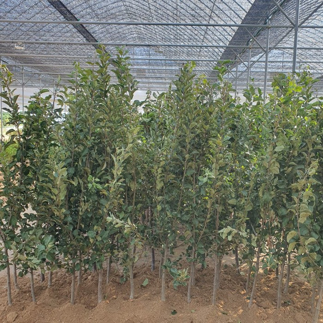 목하원예조경 시나노골드 사과나무 R3-4점 결실주 분달이 묘목 유실수 조경용 노지월동, 1개, 단일