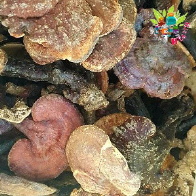 자연산 영지버섯 1K 국내산 100% 특산품, 1kg, 1개