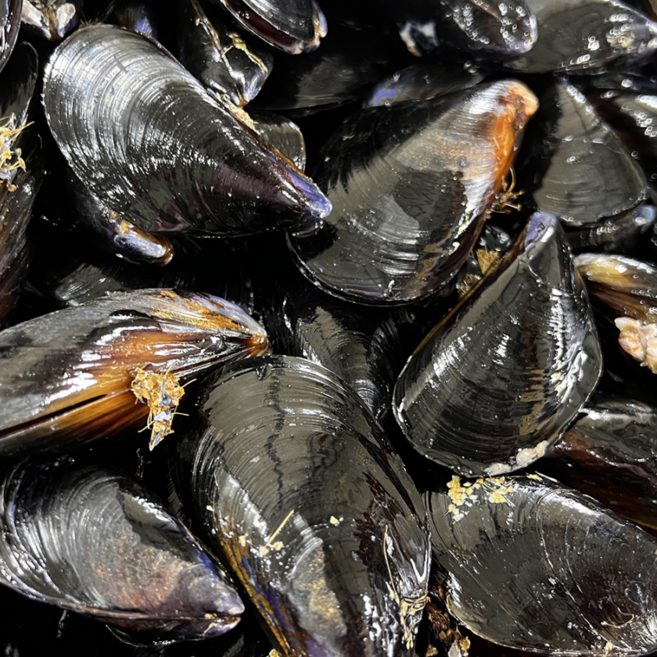 방금 조업한 다듬이 피홍합 홍합 1kg, 1개