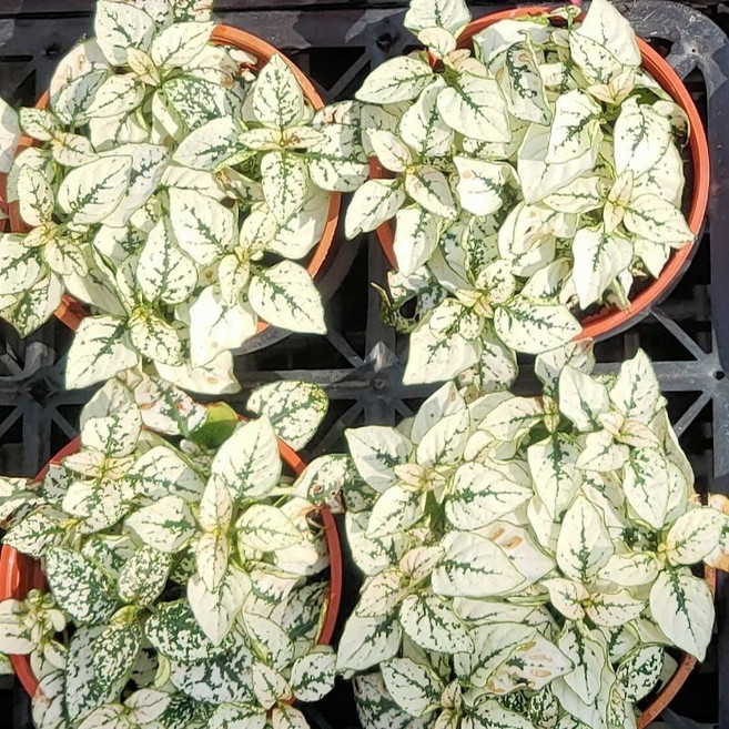 植感園藝 草本植物 3吋盆, 嫣白蔓, 1個