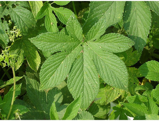 국산 율초 환삼넝쿨 전초 말린 건조 한삼덩굴 차 250g, 1개