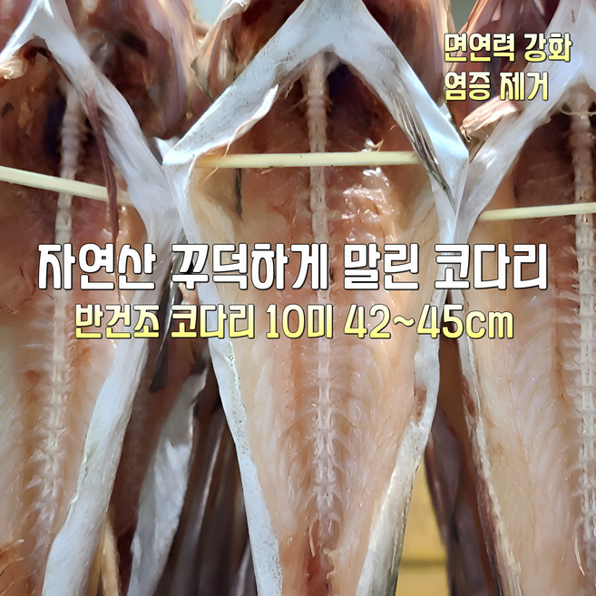 [산지직송] 국내산 자연산 고성 반건조 코다리 10미 42~45cm. 10미 39~42cm 선물용 가정용, 1박스