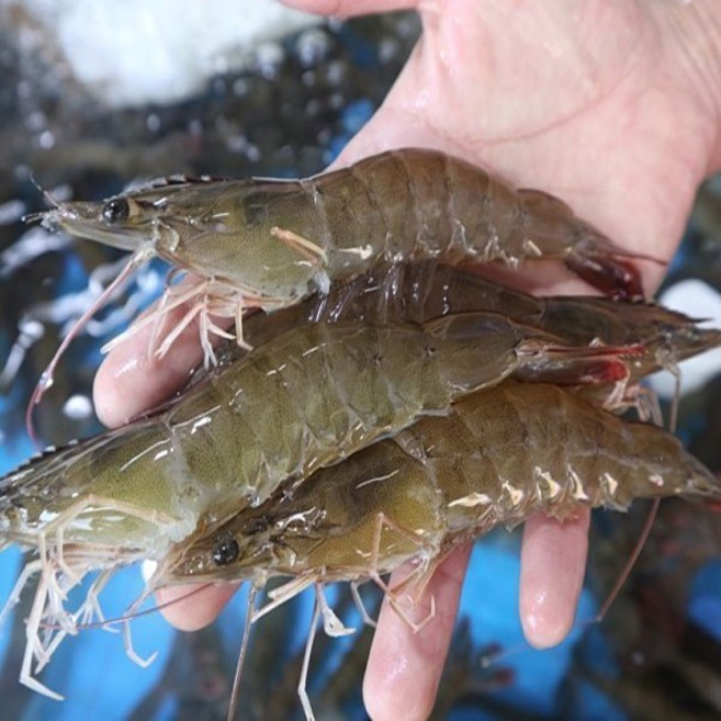 더드림농수산 당일조업 산지직송 전남 신안 흰다리새우 대하 왕새우, 1개, 1kg