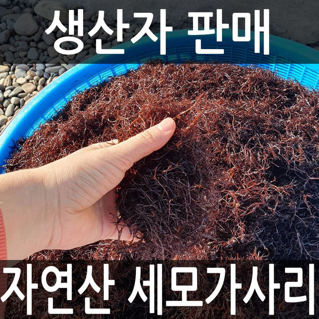 달빛바다수산 자연산 완도 세모가사리, 200g, 1세트