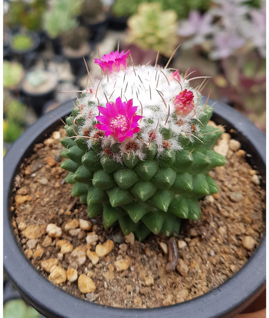 행복한꽃순이//플루카선인장, 1개