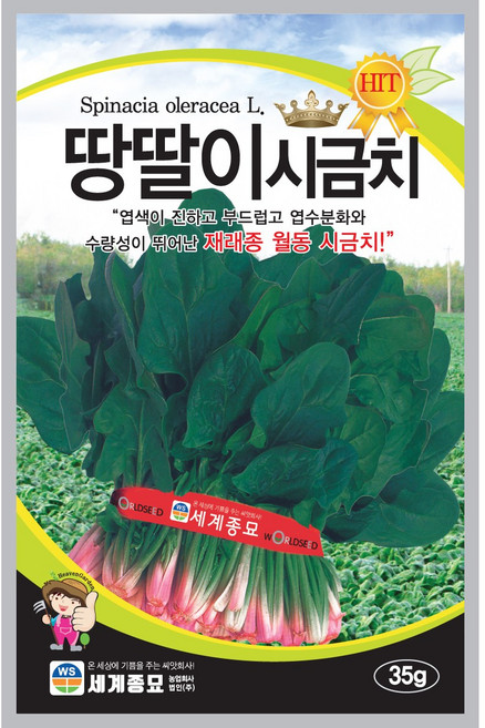 땅딸이시금치 35g 재래종 월동 시금치 종자, 1개