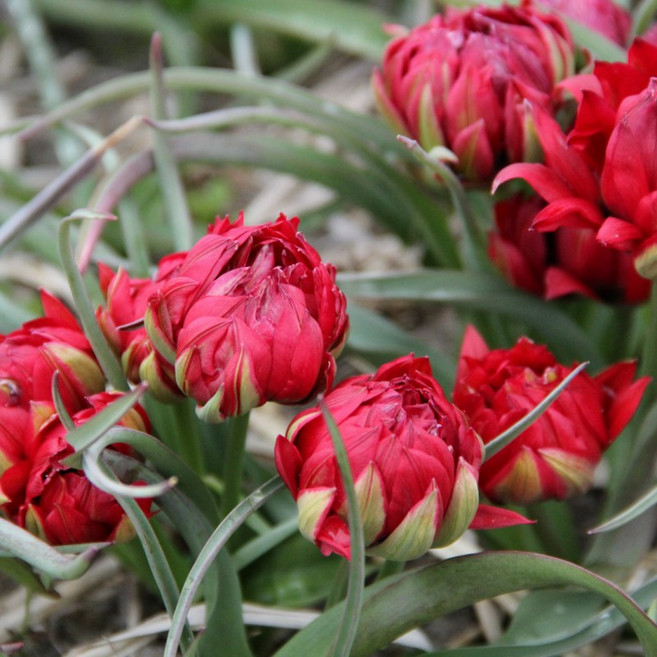 [풀떼기] 원종계 미니 튤립 구근 사만다, 1개