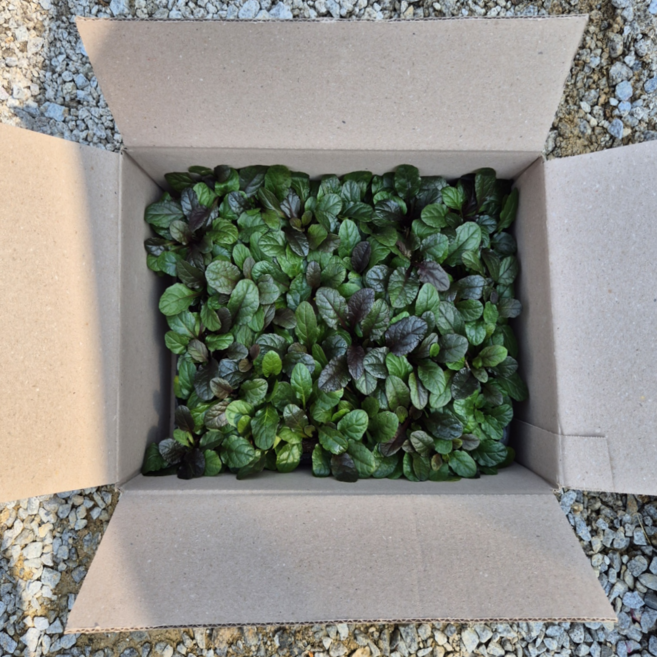 아주가 25개세트 조개나물 지피식물 번식력좋은식물 아주가모종, 1개