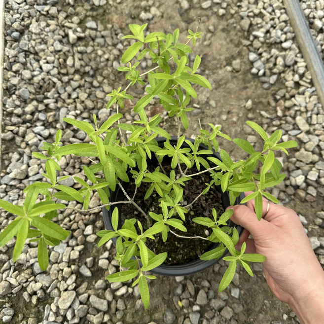 골드씨드 레몬버베나 중대품, 1개