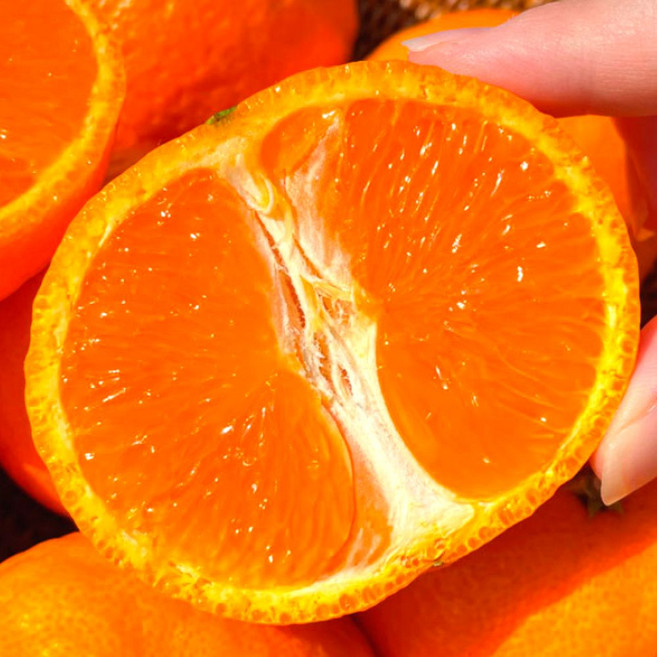 [천상의맛] 재주문율1위 최고당도 제주 카라향, 1박스, 5kg