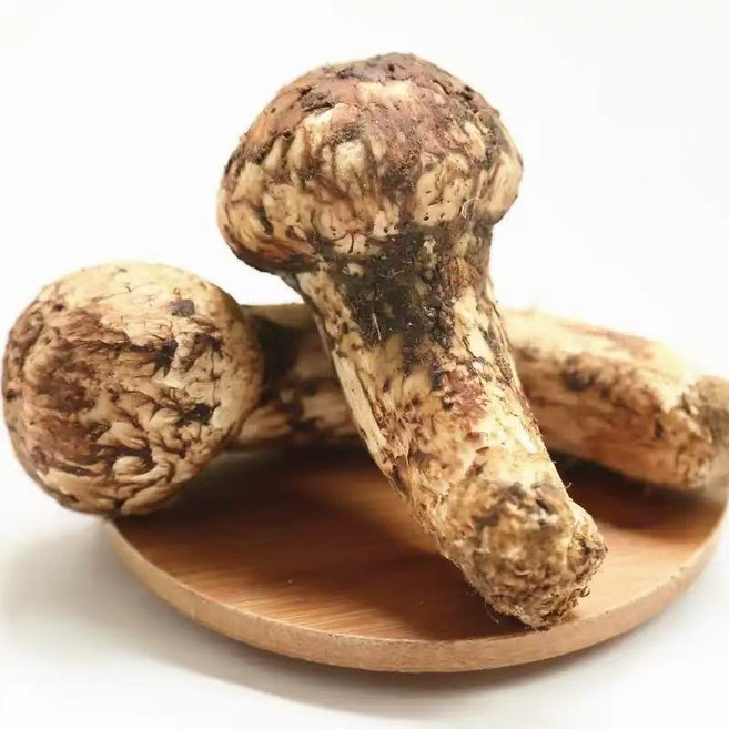 2026년 자연산 송이버섯 1kg 백두산 산지직송 자연송이, 1박스, 2등급 1kg (5-7cm)