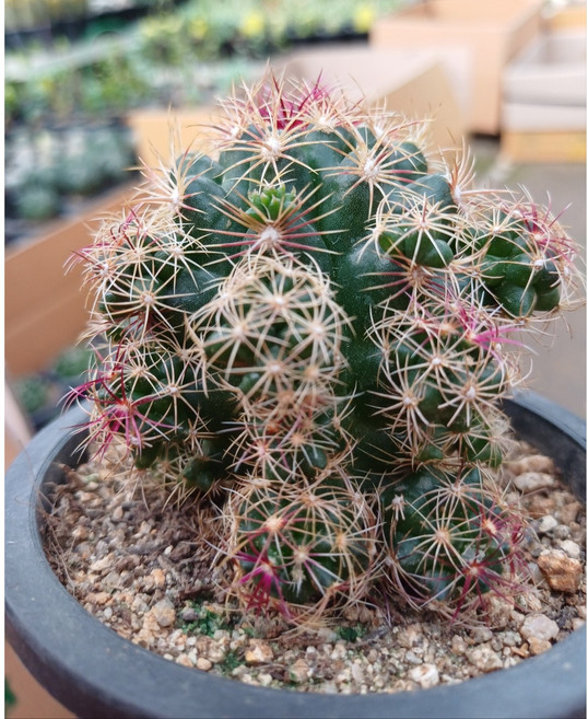 행복한꽃순이/대통령선인장/가시선인장, 1개