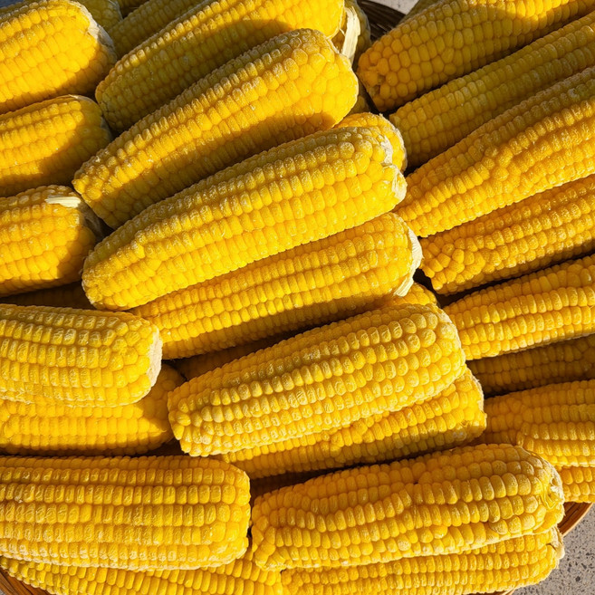조선찰옥수수 노랑 황찰 찐 냉동 찰옥수수 무첨가[입점기념], 황찰옥수수 특대, 황찰 특대 20개 6.4kg내외, 1개