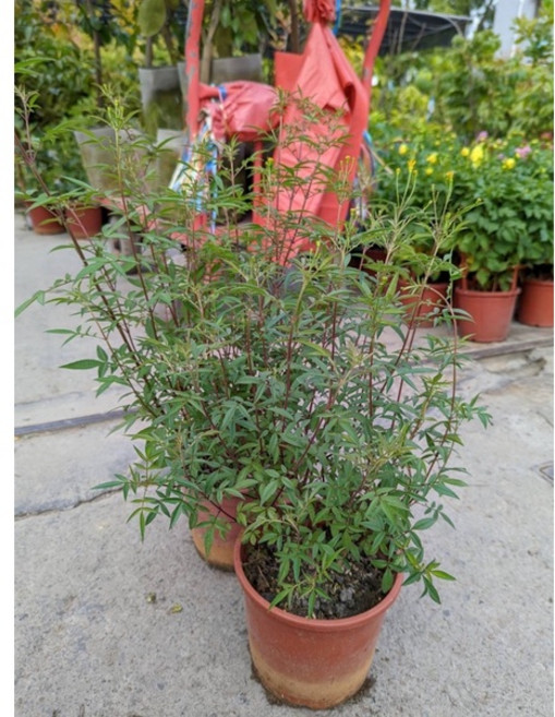 霏霏園藝 芳香萬壽菊 6吋盆 (目前挑有花苞) - 居家芳香 驅蚊蟲 易於照料, 1個