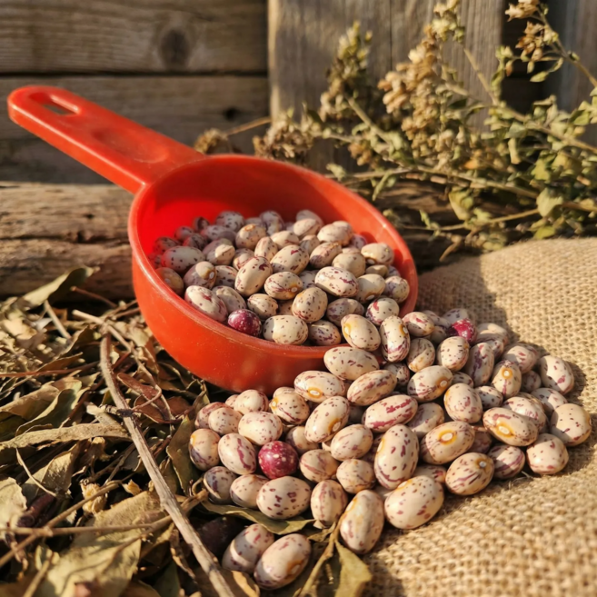 [다정한농산물] 산지직송 국산 매화콩 건조 호랑이콩, 1개, 500g