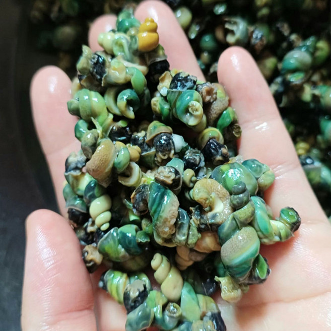 6시내고향 방영 영월평창 다슬기 국내산 올갱이 깐다슬기, 5개, 200g