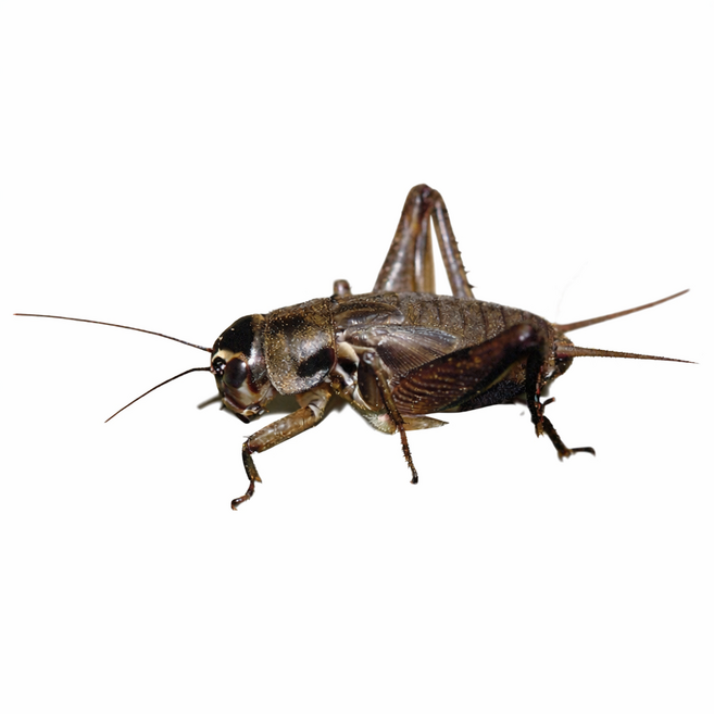 [한국벨라루체 차별화된 사육방식 생물귀뚜라미 먹이 200마리, 소중, 200, 1개