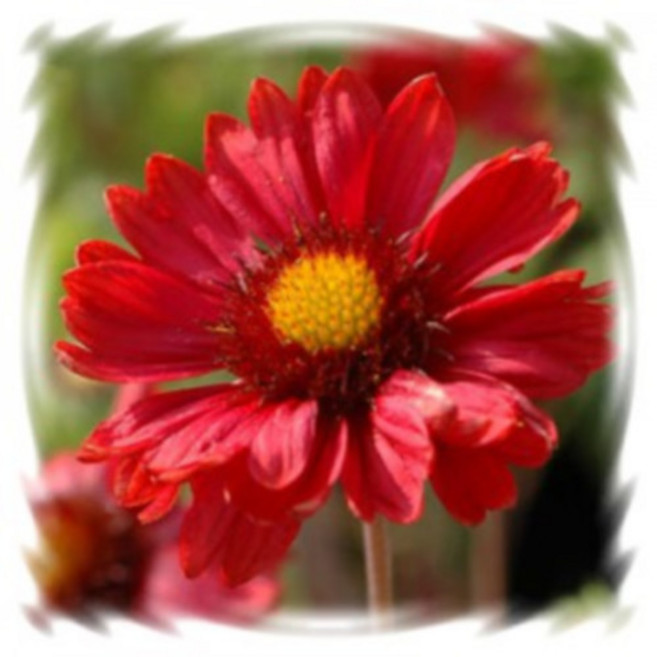 [꽃씨]천인국, 버건디 : 15립, 1개