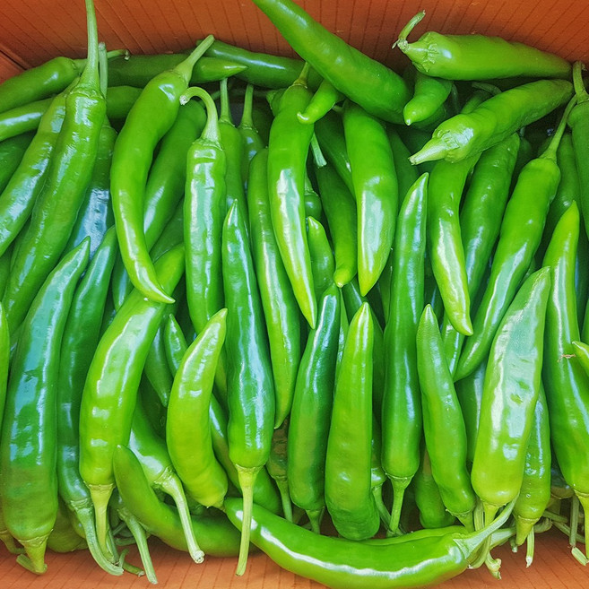 오이고추 특 10kg, 1개