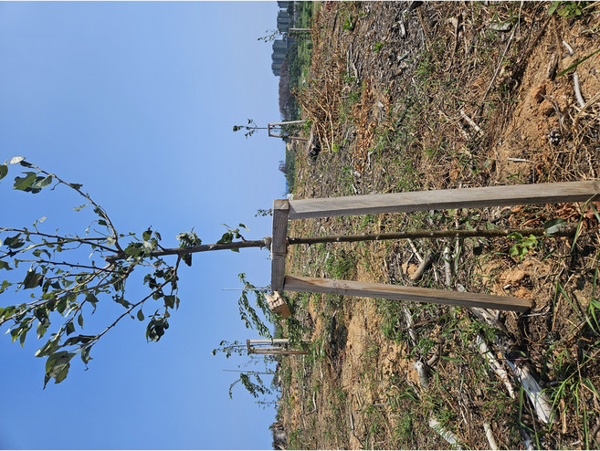 돌배나무묘목 토종돌배 접목 2-5년차 밤바치돌배농장, 3년차(2주이상 주문), 1개