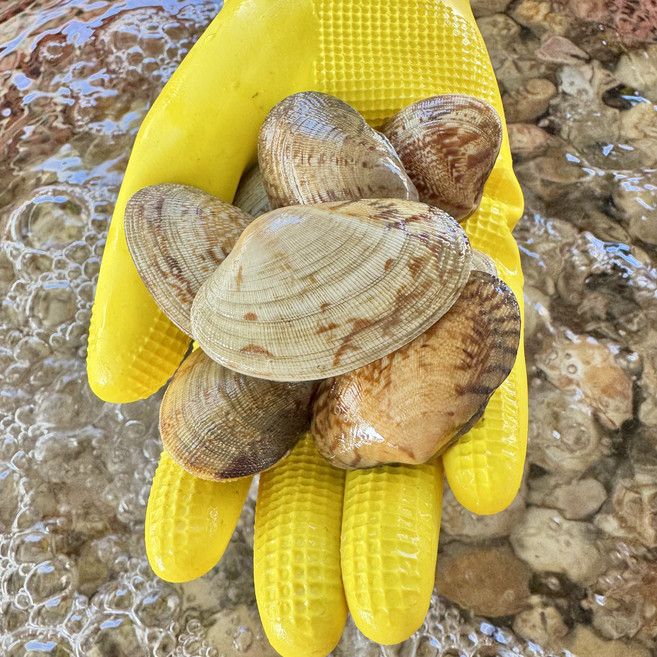 국내산) 바지락 남해 삼천포 바지락, 1개, 껍질)해감 활 바지락 8kg