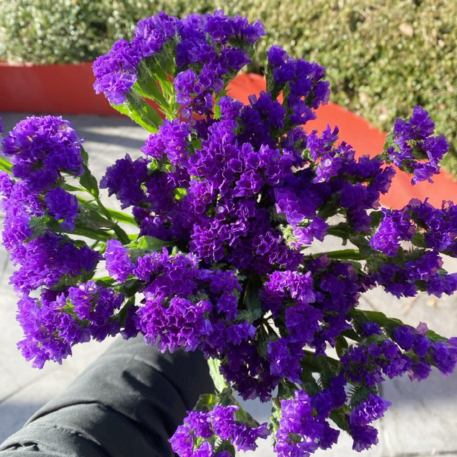 오후의 꽃 생화 스타티스 스타치스 보라색꽃 꽃배달 싼곳 생화택배, 1개, 보라계열 스타티스