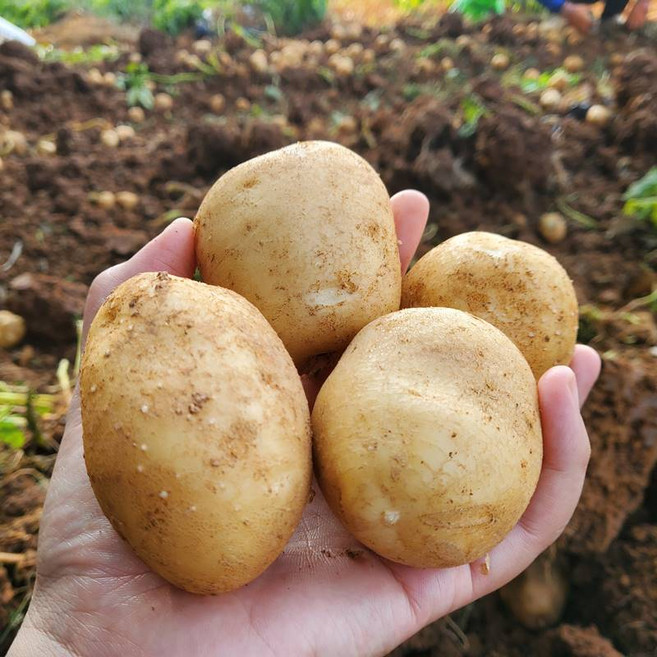 산지발송 해남 국내산 대서 감자 (중), 1박스, 10kg