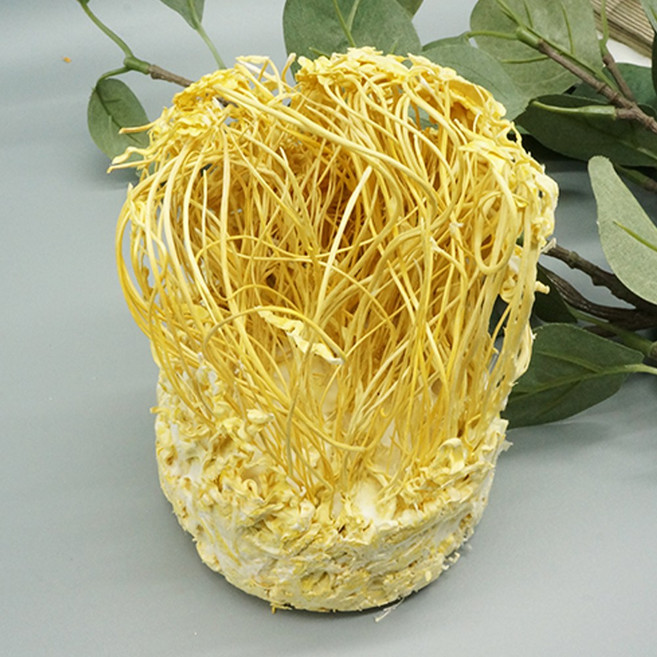 청수생약 국산 노란 눈꽃동충하초 1통 40g 자포니카균사체, 1개