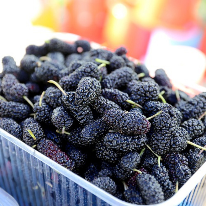 오디 2025년 수확 고창 햇 오디 생과 급냉 특품 과상2호 청일 토종, 오디(과상2호) 특품 1kg, 1개