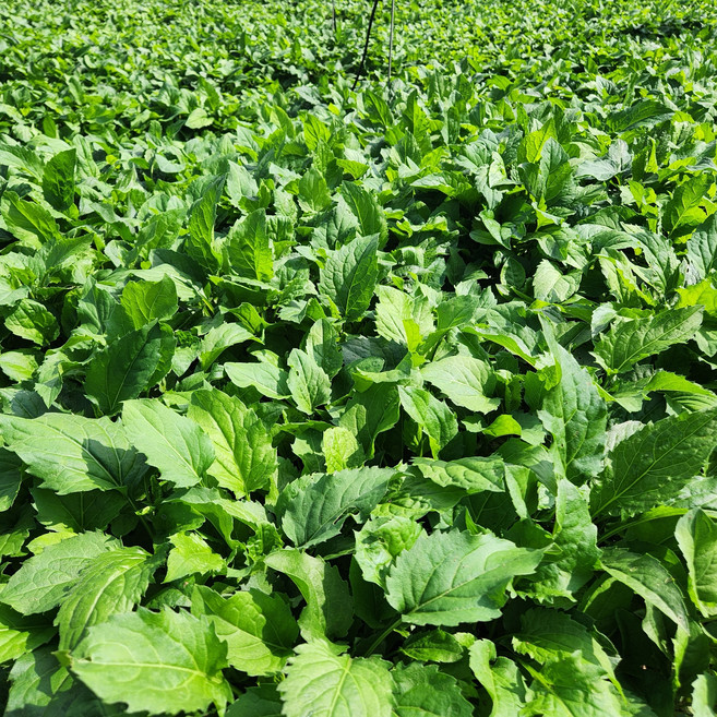 국내산 제주 애월 취나물 당일수확, 1박스, 4kg