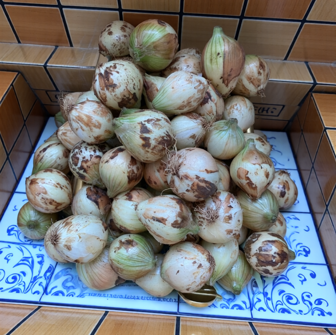 장아찌용 햇 양파 양파, 1개, 3kg