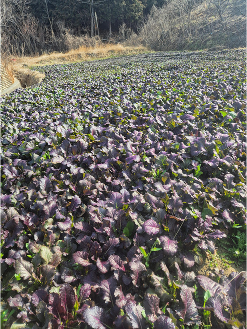 노지토종홍갓1kg, 1kg, 1개, 1kg
