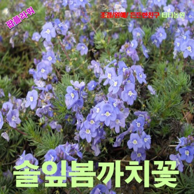 씨앗나라 봄까치꽃 씨앗 10립, 1개