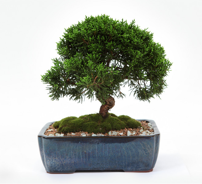 선물용 취미용 명품소나무분재 승진 취임 개업화분 축하화분 사무실화분 집들이화분 생일선물 거실화분 집들이선물 진백A, 진백분재-A, 1개