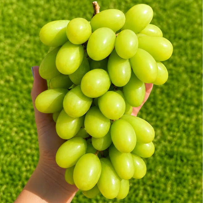 [한정초특가] 딱30박스만 씨없는 초고당도 애플청포도, 1박스, 2kg