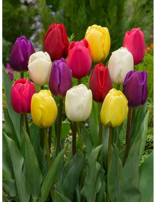 튤립 구근 가을 추식 구근 혼합 유럽 직수입 월동, 10개