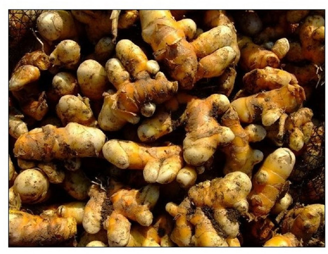 (원진약초농원) 울금종자 1kg/강황종자/울금종근/강황종근, 1개