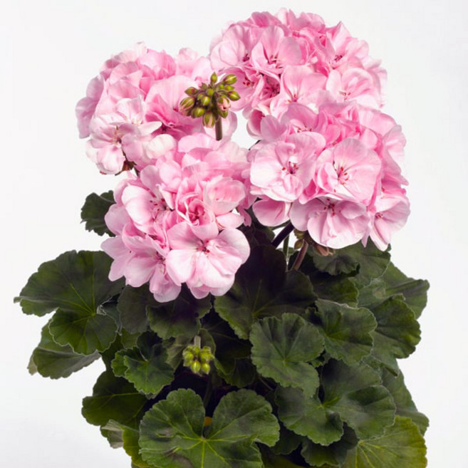 어린모종 조날제라늄 알마 8cm분, 1개