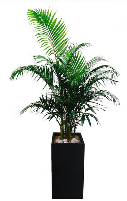 도자기랑나무랑 개업 개원 축하화분 거실반려식물 실내공기정화 금전수 뱅갈고무나무, 1개, 아레카야자 거실화분 DLP-244