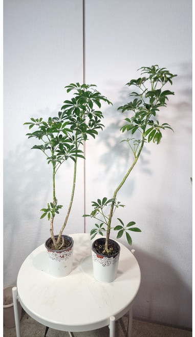 묵은둥이 쉐프렐라 높이 60CM 이상 다양한수형 플랜테리어 인테리어소품, 1개, 수량