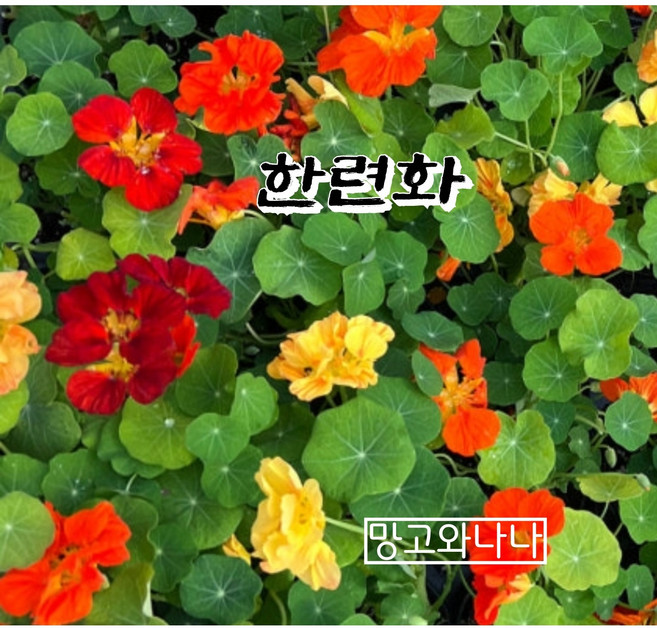 한련화모종, 1개